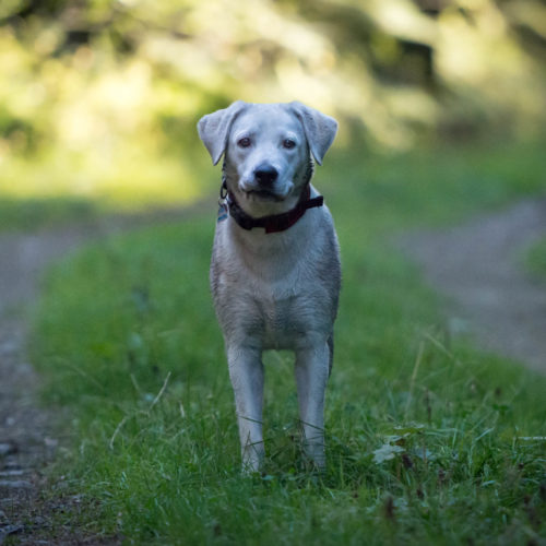 hund, wandern_20200929-DSC_3330