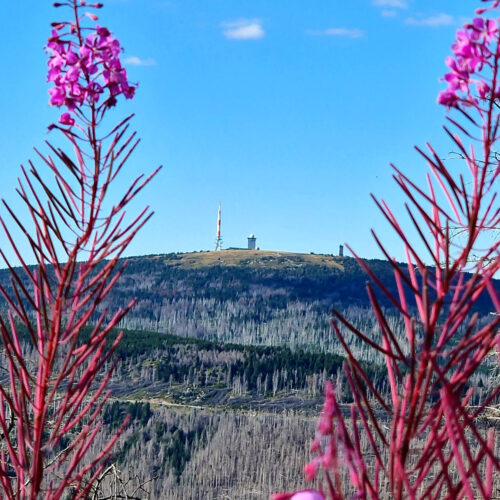 brocken, Radsport, wandern, wurmberg_20220807-20220807-20220807_210556-1